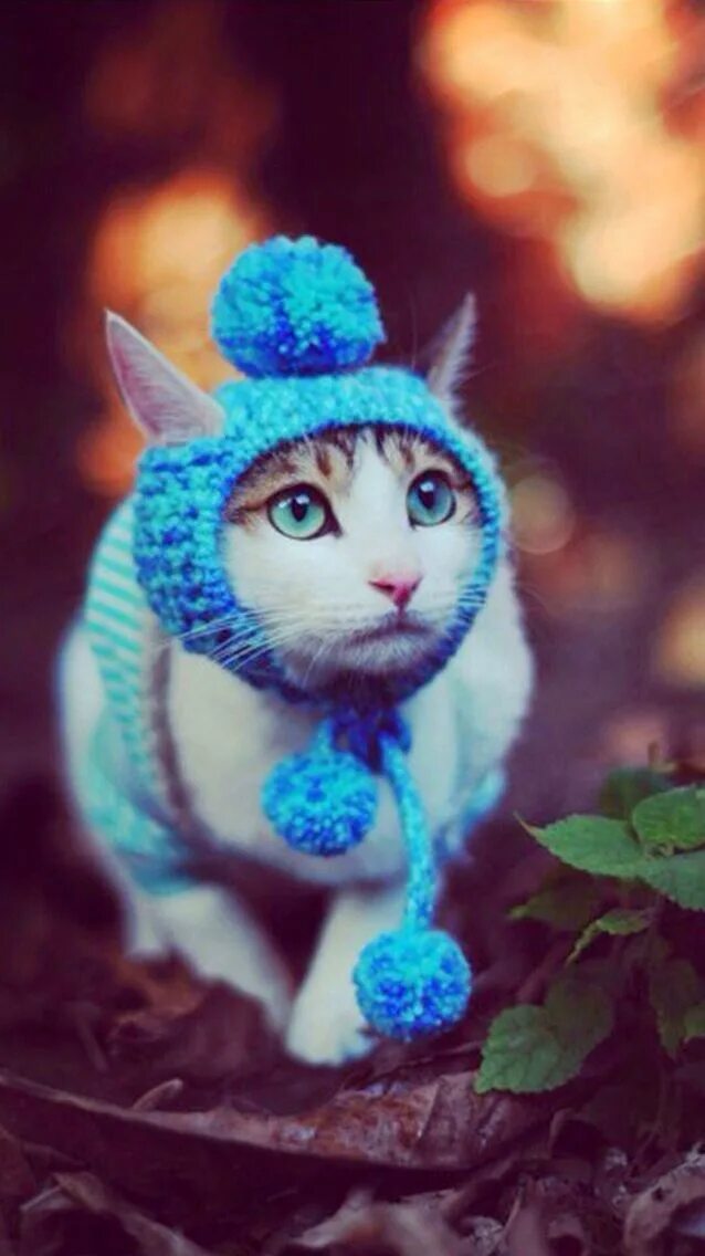 Котенок в шапочке фото Pin by Leopard Hat on Animals: CATS!! Christmas ornaments, Wallpaper, Cats
