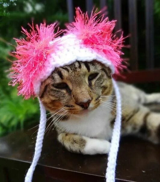 Котенок в шапочке фото Вашему котику срочно нужна шапочка! )) Открой планету заново Путешествия Фотостр
