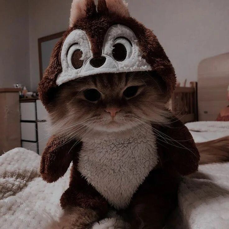 Котенок в шапочке фото котик :3 Adorabili gattini, Foto di cani divertenti, Gattini