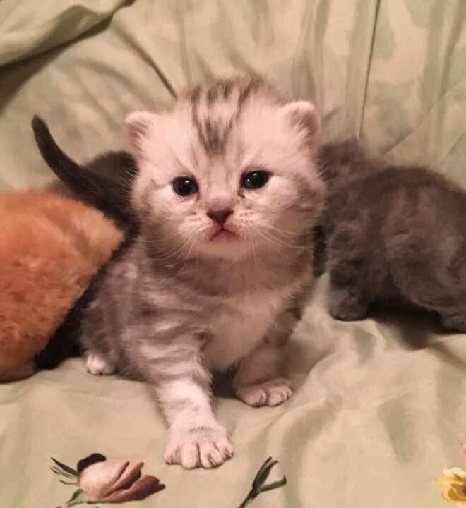 Котенок в возрасте 1 месяц фото Котята возраст 1 месяц - купить в Самаре, цена 500 руб., продано 5 июня 2019 - К
