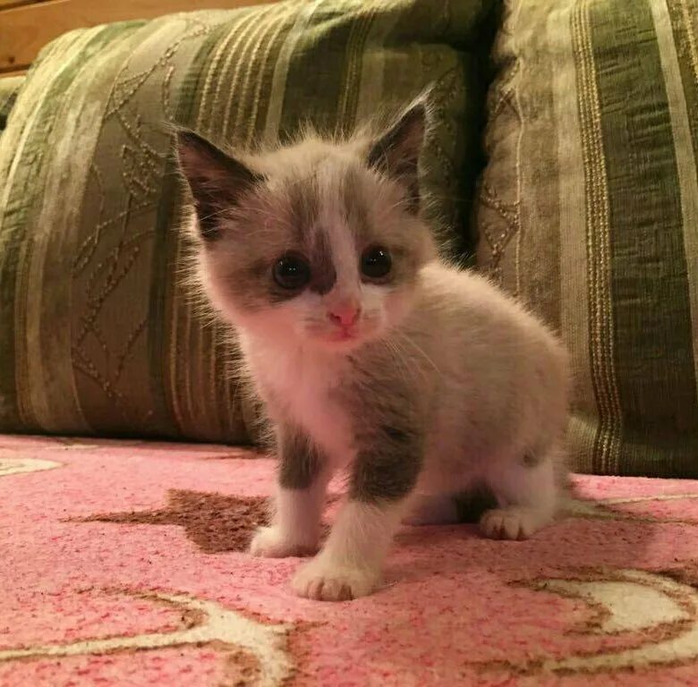 Котенок в возрасте 1 месяц фото Котенок 1 месяц - купить, бесплатно, продано 11 октября 2018 - Кошки