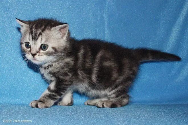 Котенок в возрасте 1 месяц фото Шотландский Котенок 1.5 Месяца Фото - Mixyfotos.ru