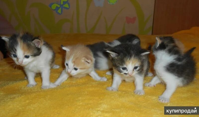 Котенок в возрасте 1 месяц фото котята 1 месяц в Костроме