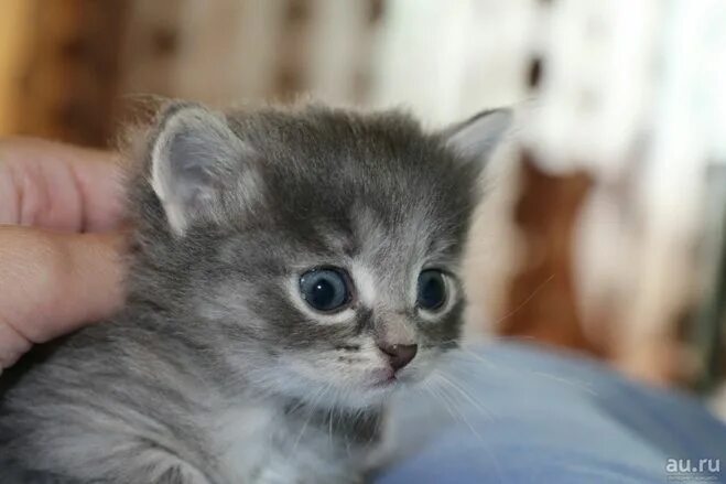 Котенок в возрасте 1 месяц фото Сколько должен спать котенок в 1 месяц?