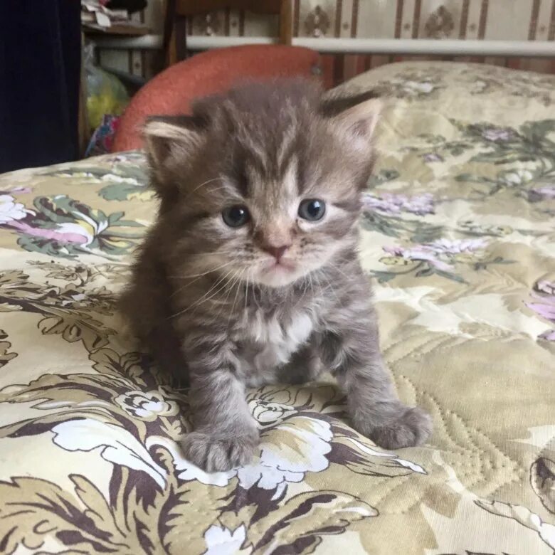 Котенок в возрасте 1 месяц фото Котята 1 месяц - купить в Москве, бесплатно, продано 20 июня 2018 - Кошки