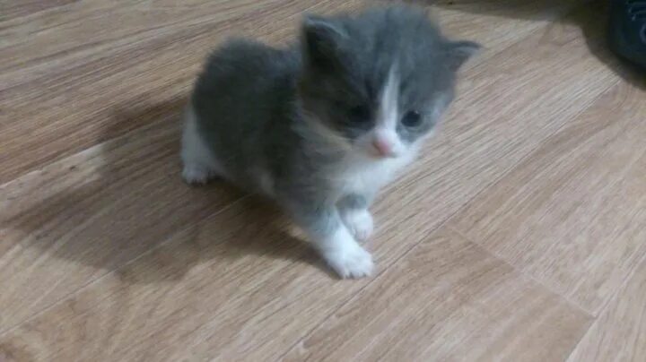 Котенок в возрасте 1 месяц фото Котенок, возраст 1 месяц - купить в Мелиораторе, цена 500 руб., продано 29 январ
