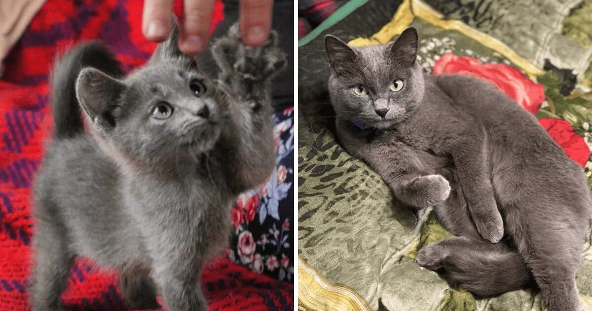 Котенок вырос фото Из малыша в крепыша: 18 котовладельцев похвастались тем, что вырастили из пищащи