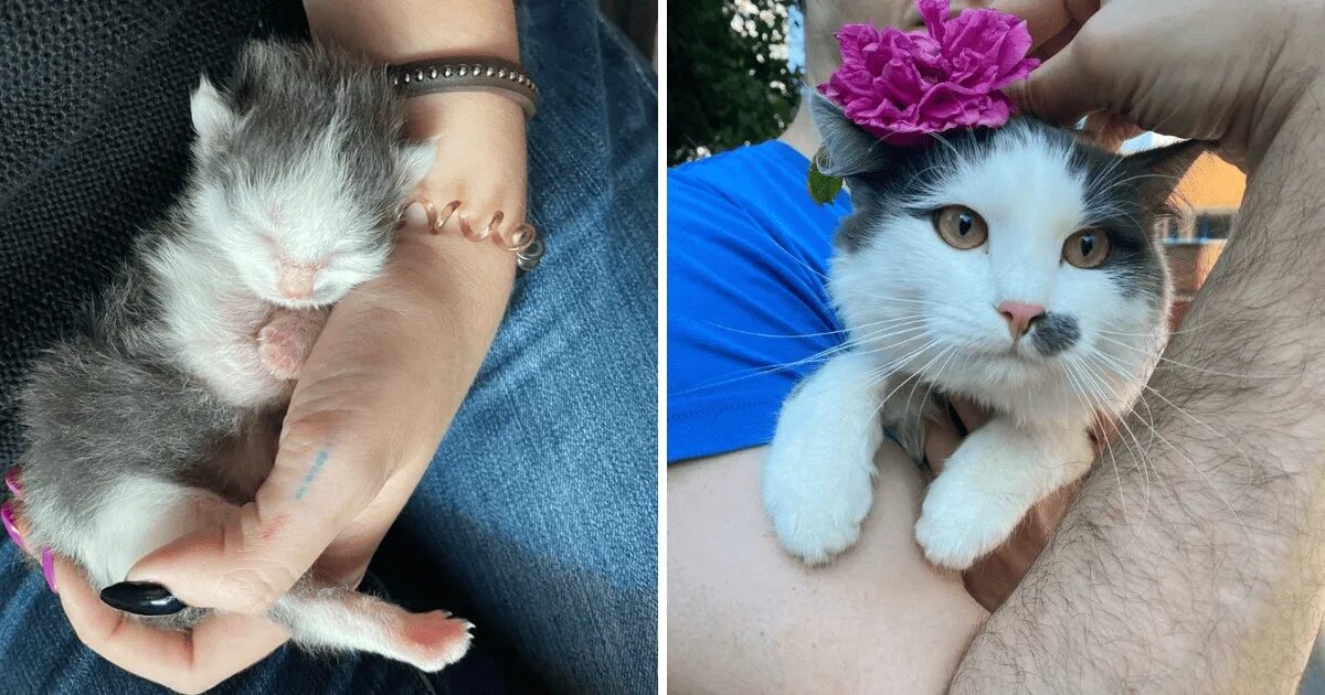 Котенок вырос фото Из малыша в крепыша: 18 котовладельцев похвастались тем, что вырастили из пищащи