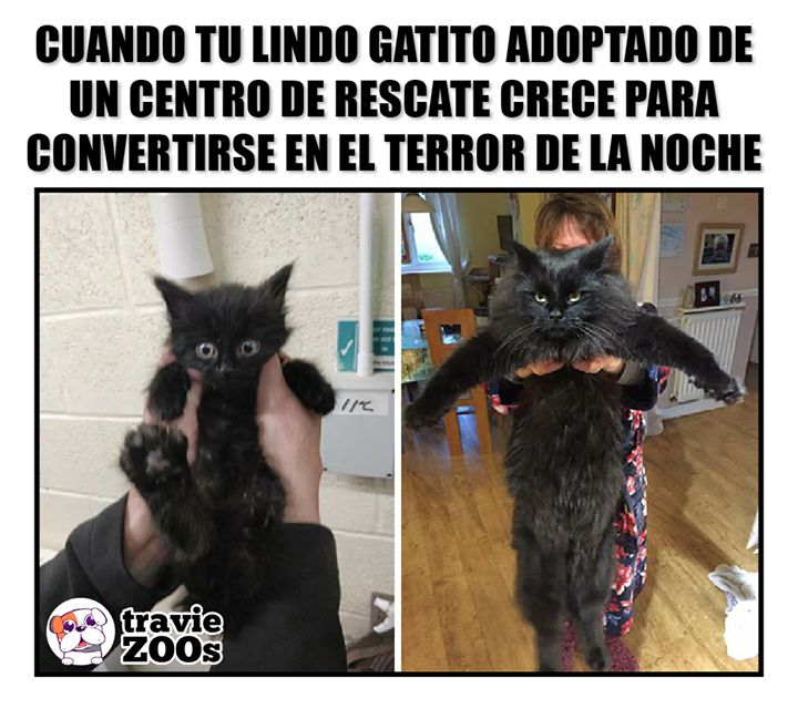 Котенок вырос фото TravieZoos Animales únicos, Gatitos lindos, Animales divertidos