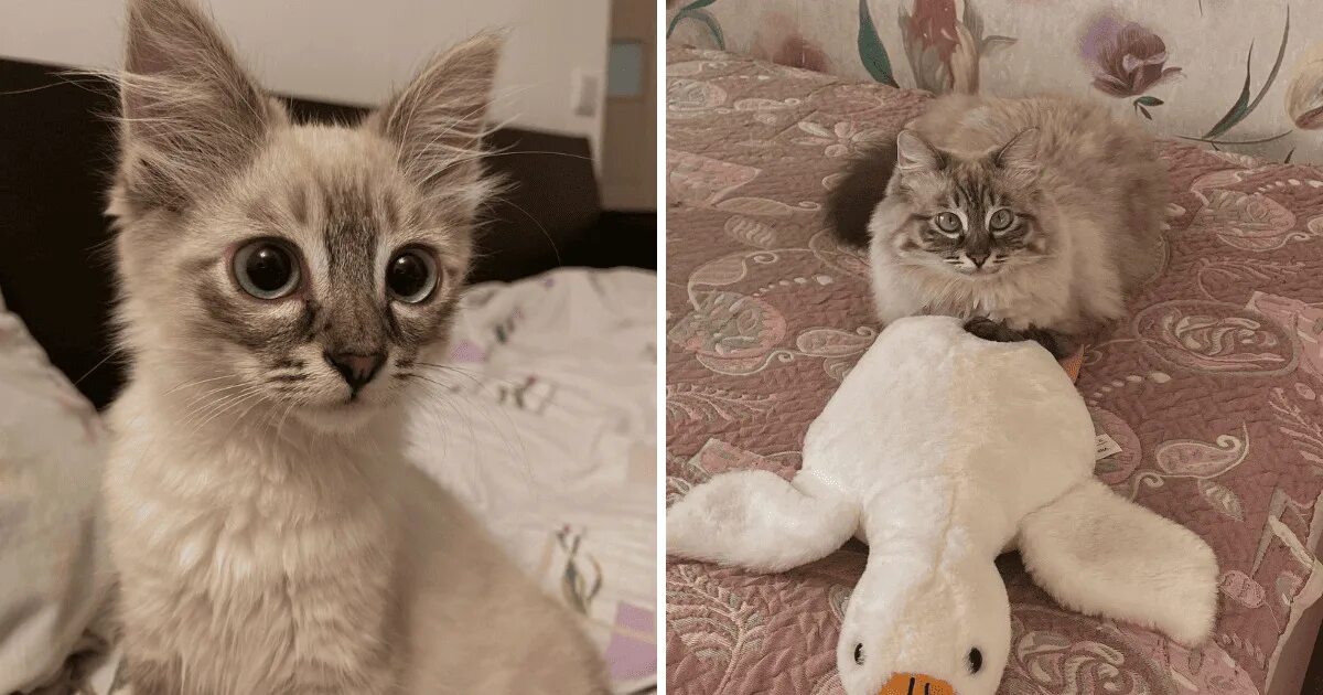 Котенок вырос фото Из малыша в крепыша: 18 котовладельцев похвастались тем, что вырастили из пищащи