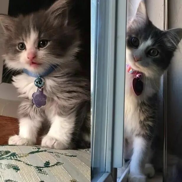 Котенок вырос фото Pin on CATS, KITTENS