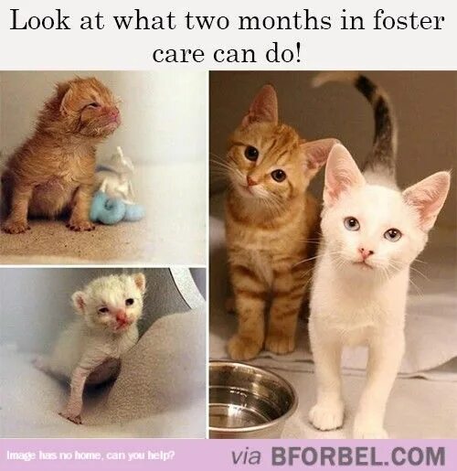 Котенок вырос фото Foster Care Can Make A Difference. Sick cat, Cats, Pretty cats