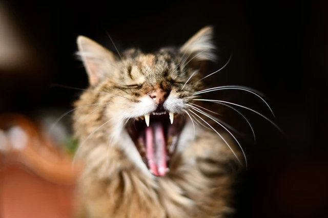 Котенок зевает фото Why does my cat yowl at night? Cat yowling, Cat attack, Cats