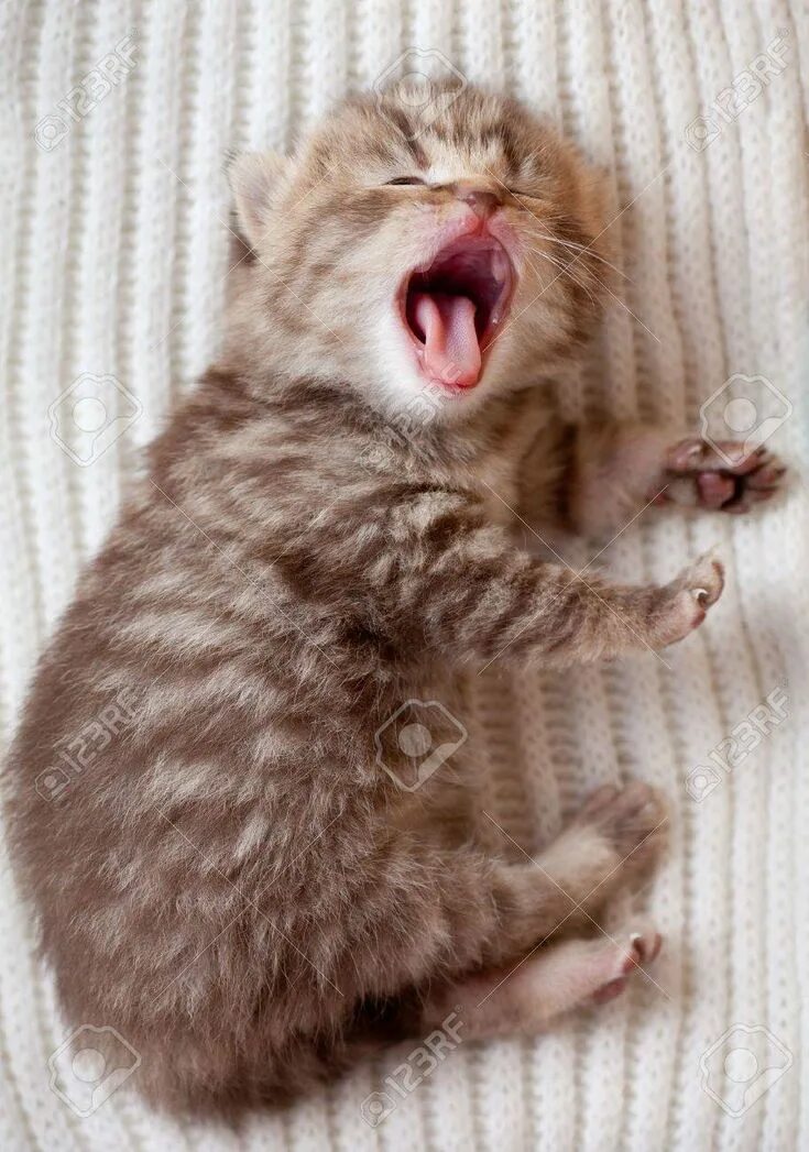 Котенок зевает фото toothless kitten - Google Search Tabby kitten, Baby kittens, Baby animals