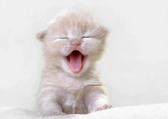 Котенок зевает фото Best fun with animals - VIDEO Kittens cutest, Baby animals, Cute baby animals