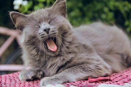 Котенок зевает фото A lazy cathttps://i.redd.it/nyfrqof8s4s21.jpg (With images) Lazy cat, Cats, Funn