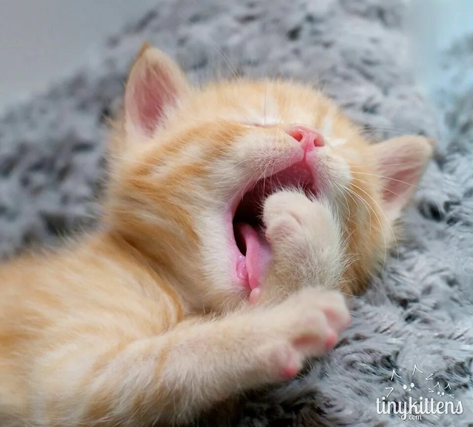 Котенок зевает фото Kittens cutest, Baby animals, Baby cats