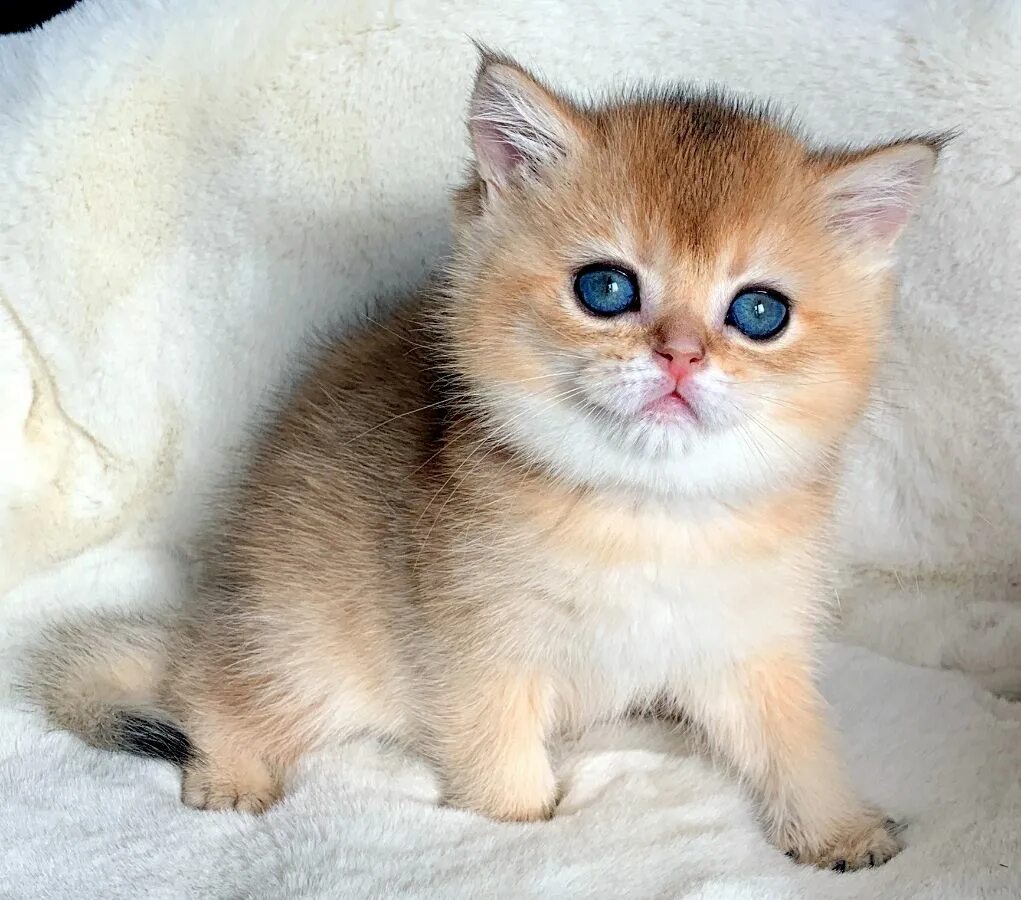 Котенок золотая шиншилла фото История питомника британских золотых шиншилл в Москве Belaya Noch