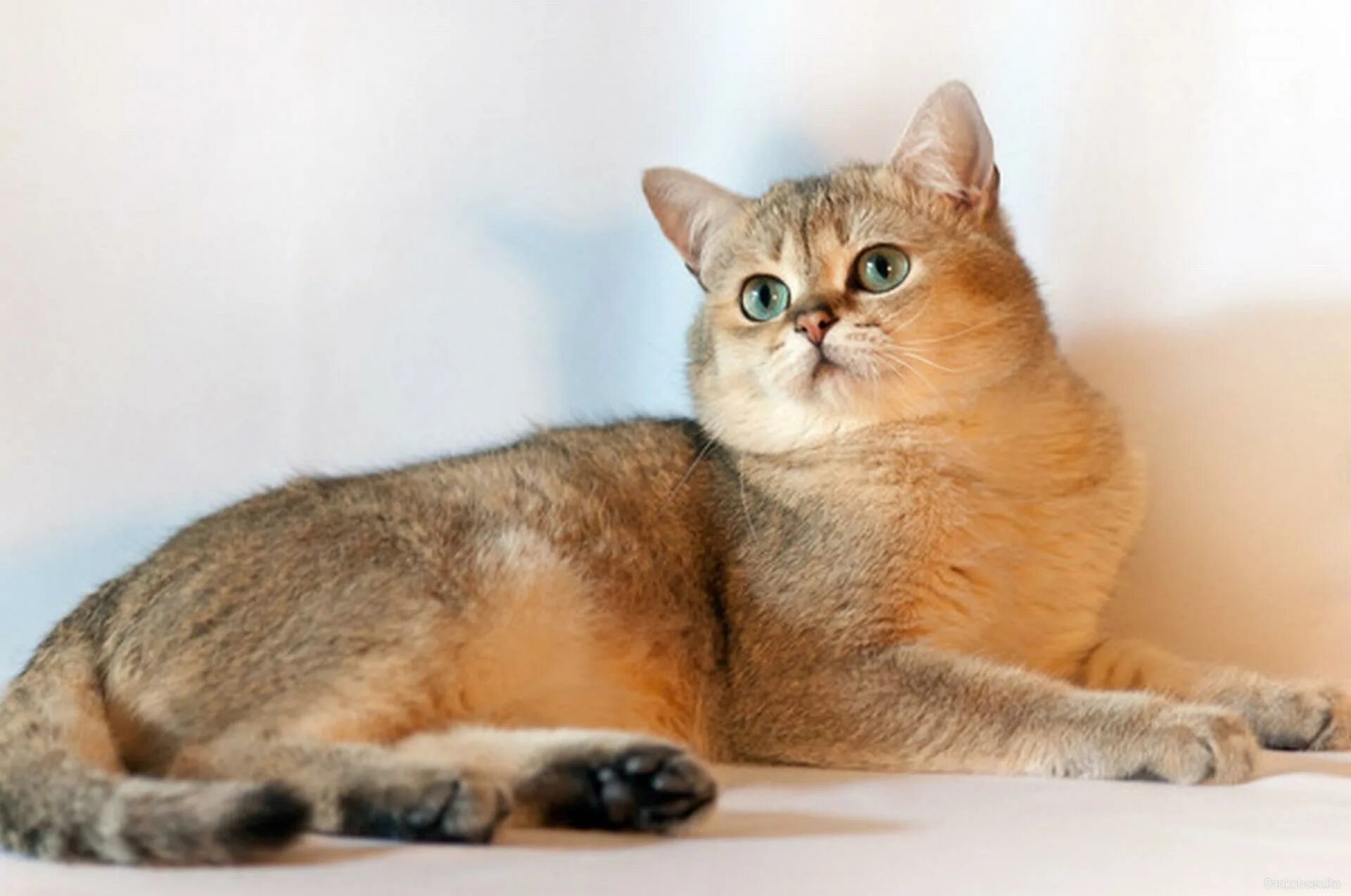 Котенок золотая шиншилла фото Кошка британская шиншилла: характер и внешность кота, уход за питомцем и его сод