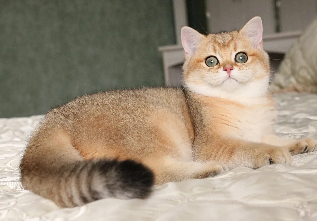 Котенок золотая шиншилла фото Окрас золотая шиншилла фото