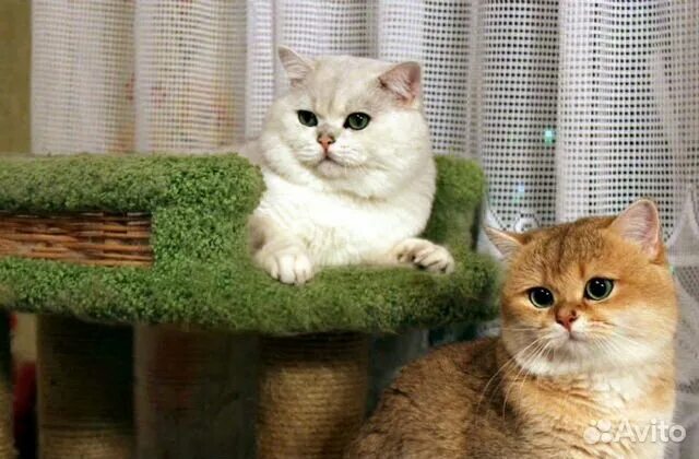 Котенок золотая шиншилла фото Серебристый и Золотой Британец.Вязка.Котята купить в Воронеже Животные и зоотова
