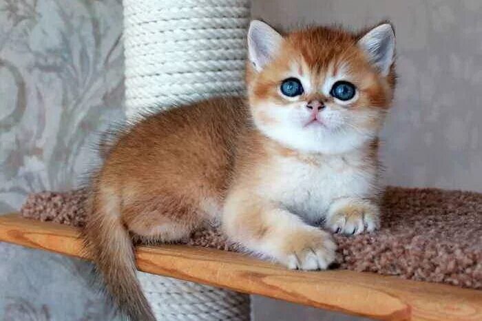 Котенок золотая шиншилла фото Плюшевые мишки - самые ми-ми-милые котята. Фото и... Кошки. Милые и беспощадные 