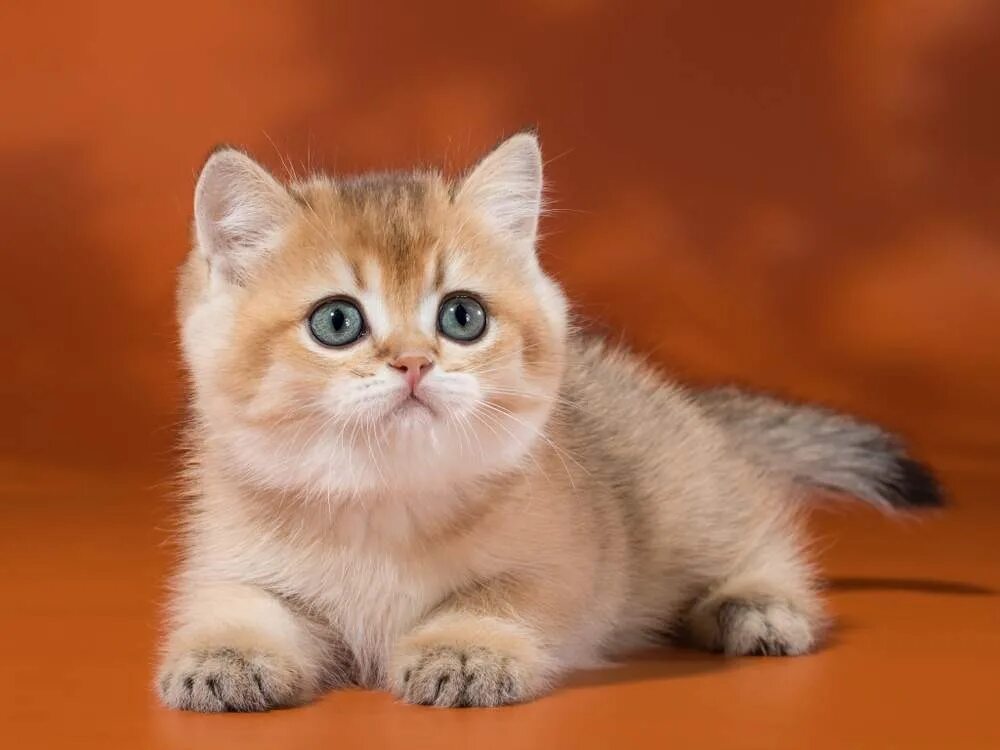 Котенок золотая шиншилла фото цена Zody Verso, кошка, окрас ny 25 Питомник британских золотых и серебристых шиншилл