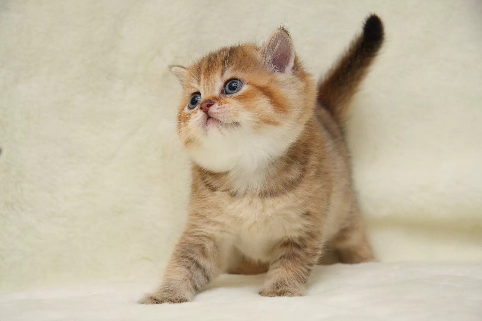 Котенок золотая шиншилла фото цена Котенок мальчик британский короткошерстный (британец) черный золотой тикированны