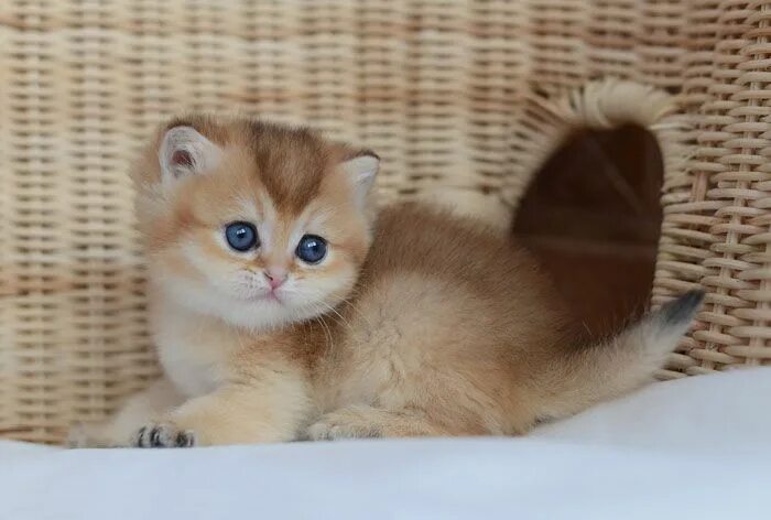 Котенок золотая шиншилла фото цена британская золотая шиншилла котенок Смешные фото кошек, Милые котики