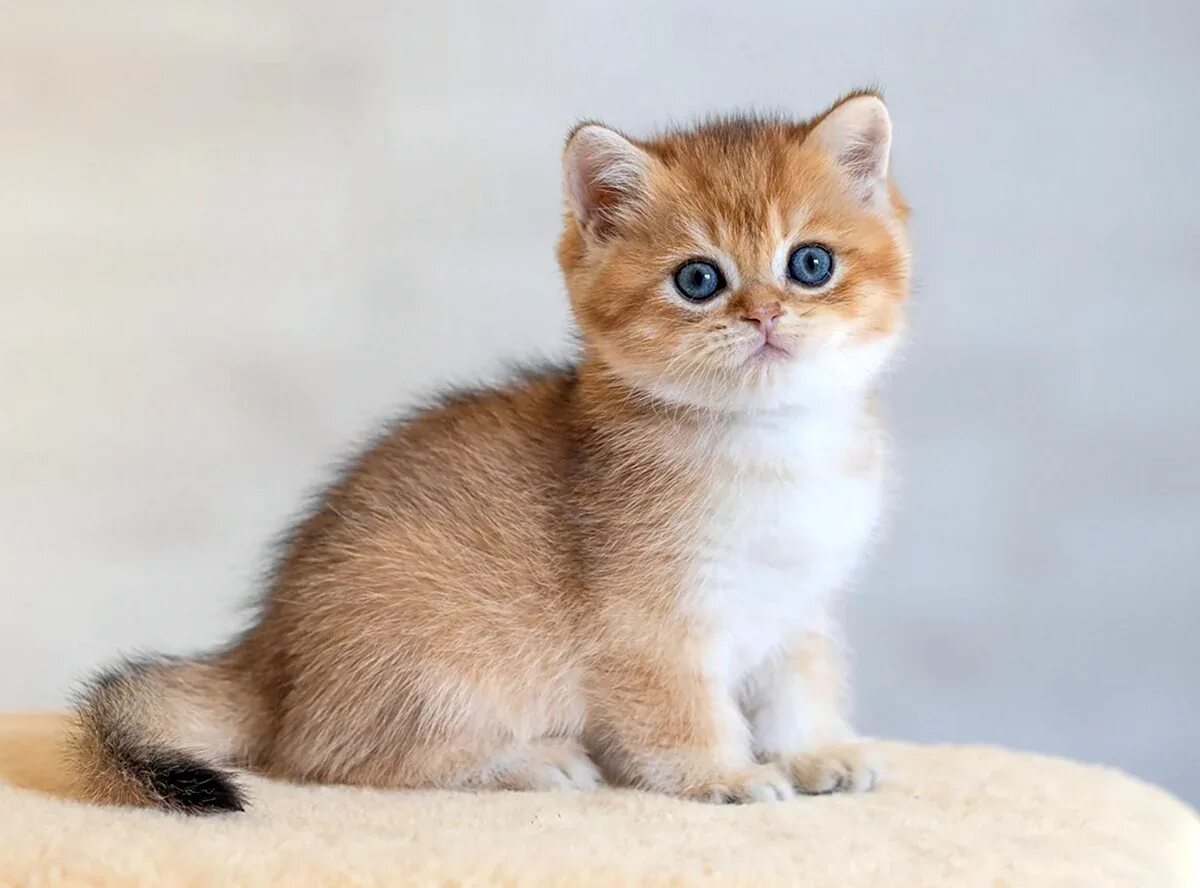 Котенок золотая шиншилла фото цена Золотая шиншилла котята (98 фото): коллекция красивых картинок 2024