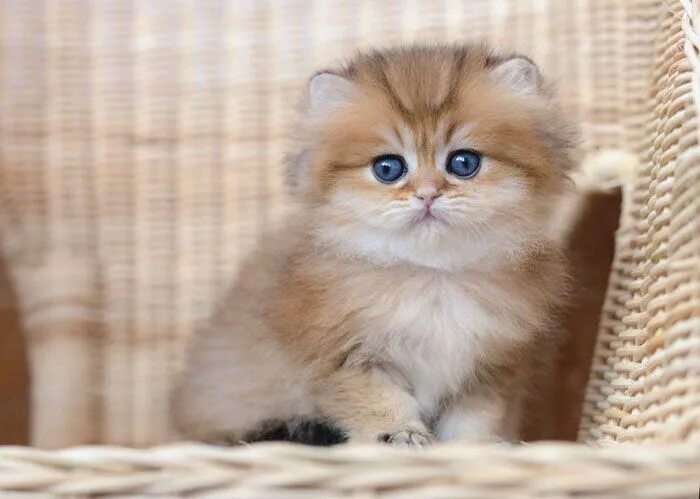 Котенок золотая шиншилла фото цена золотая британская шиншилла котенок Самые милые животные, Шиншиллы, Глупые кошки