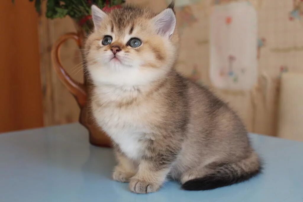 Котенок золотая шиншилла фото цена Котенок мальчик британский короткошерстный (британец) черный золотой тикированны