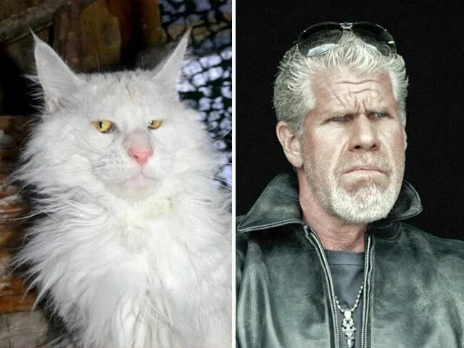 Котейка актеры и роли фото 15 cats that look amazingly similar to fictional characters Cats, Cute animals, 