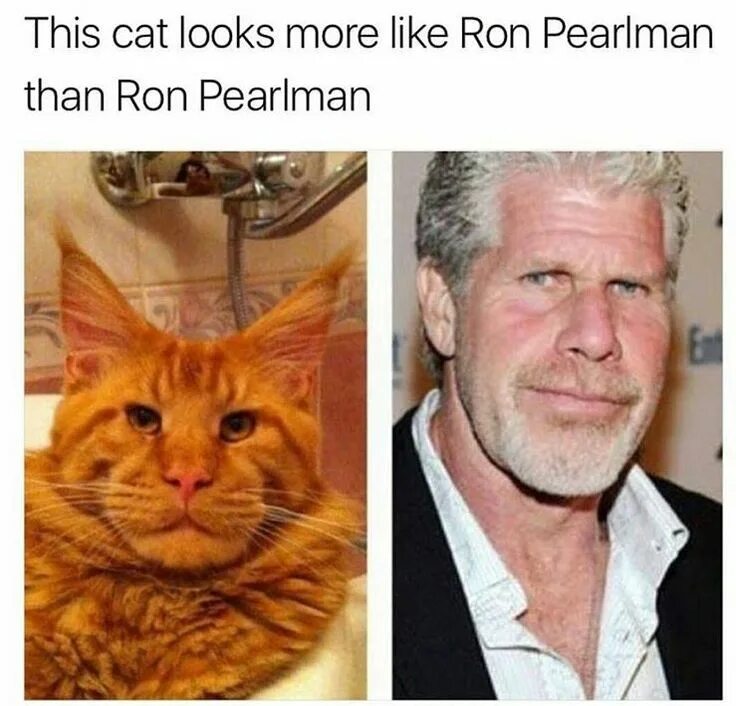 Котейка актеры и роли фото Pin on WEIRD LOOKING CATS