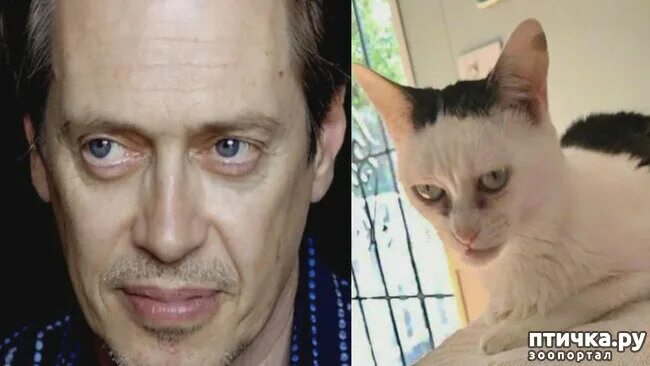 Котейка актеры и роли фото Сколько стоит содержание мейн куна? ПТИЧКА.РУ Дзен