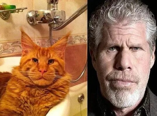 Котейка актеры и роли фото Muhaha - Funny Cats, Funny, Cats of instagram