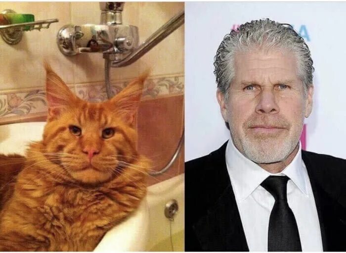 Котейка актеры и роли фото This cat deservs his own post - Animals Cats, Animals, Post animal