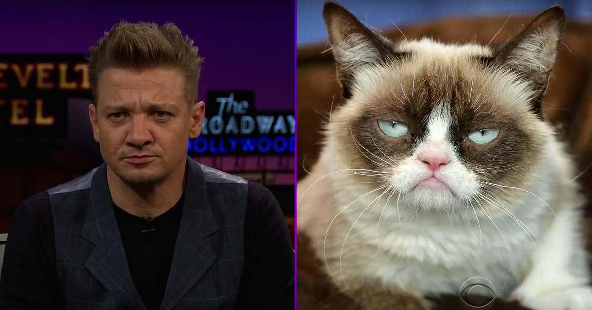 Котейка актеры и роли фото Jeremy Renner Is Grumpy Cat’s Human Doppelgänger