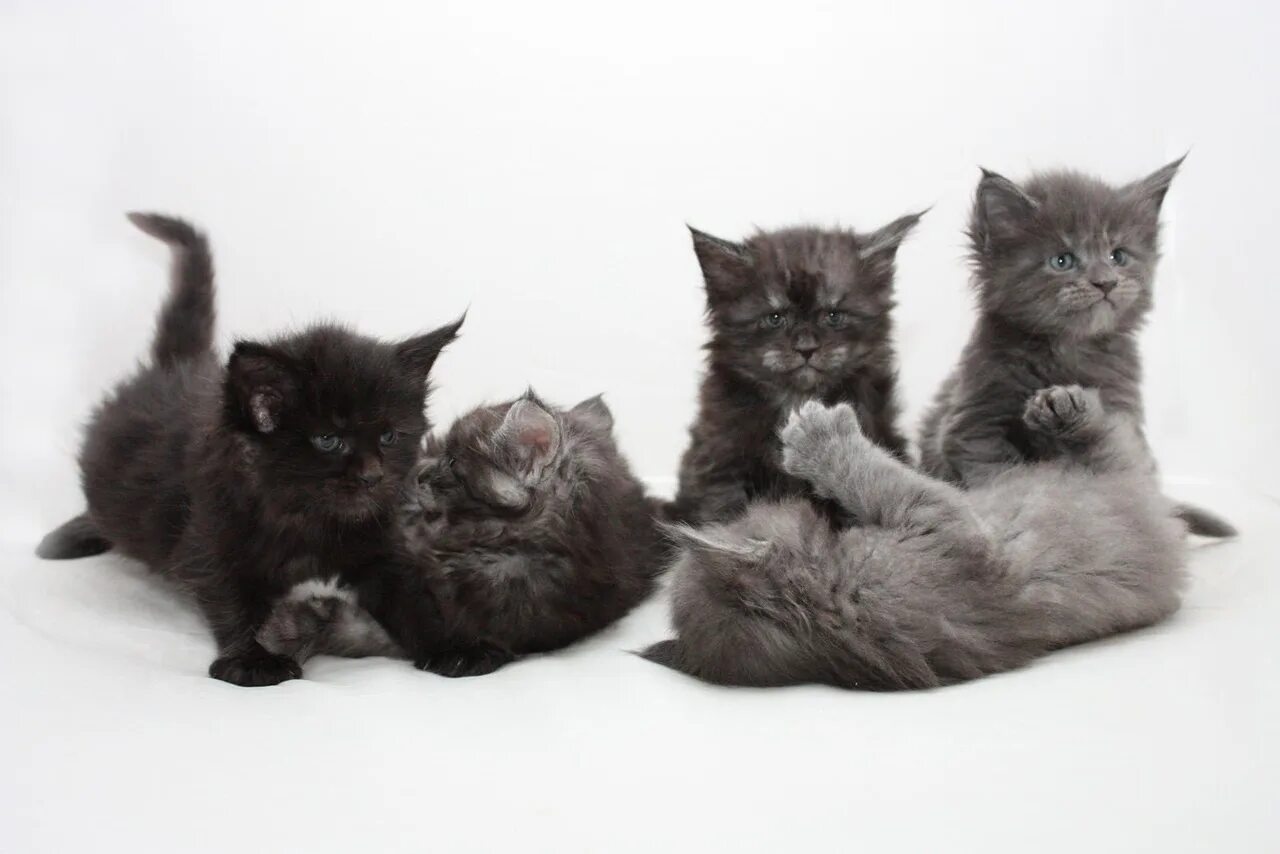 Котик 2 месяца фото Предлагаются к брони котята Мейн-кун. Окрасы - Черный Солид, Голубой Солид, Чере