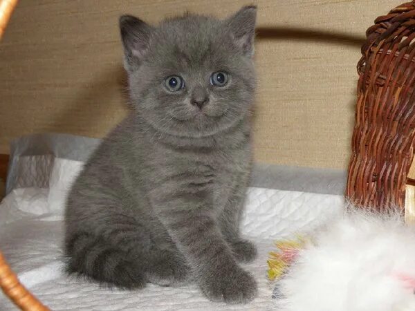 Котик 2 месяца фото Купить британские высокопородные котята в Дзержинске - объявление № Т-4410572 (7