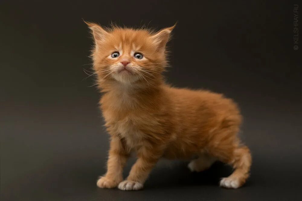 Котик 2 месяца фото Мейн-кун: все о кошке, фото, описание породы, характер, цена