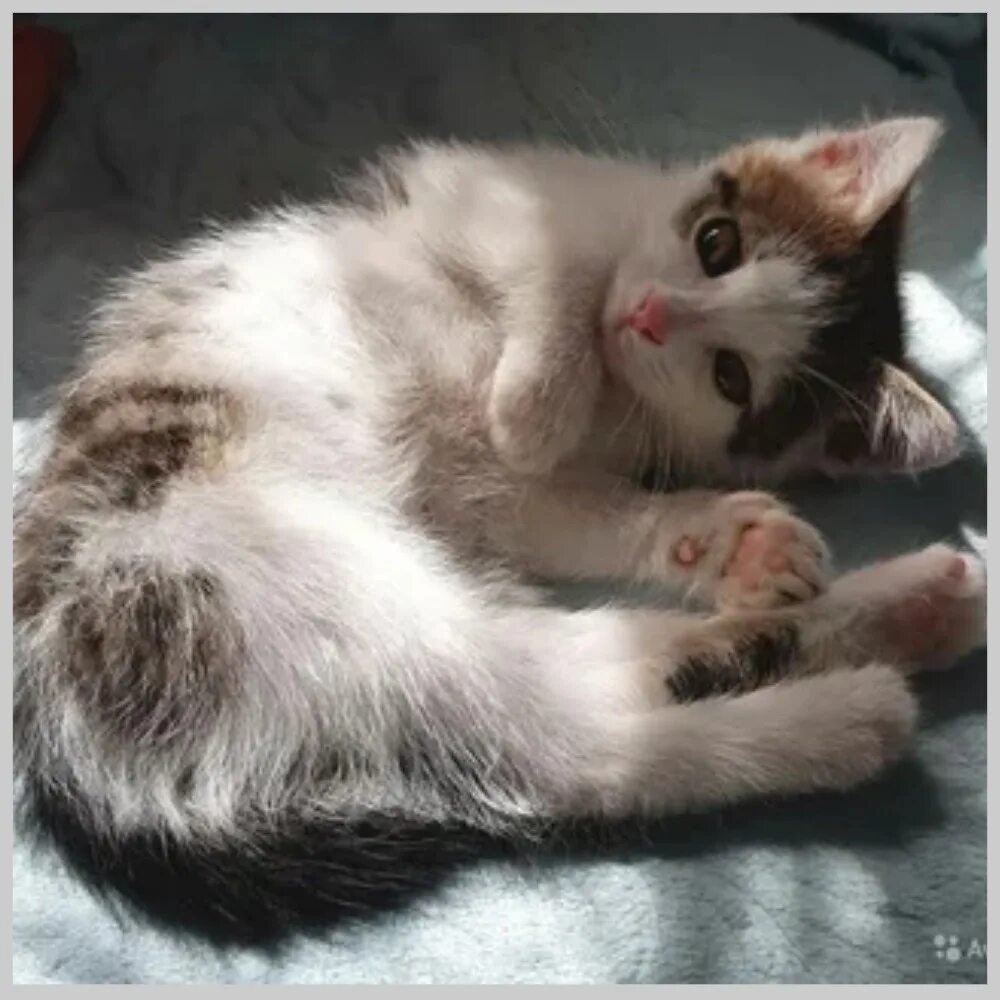 Котик 2 месяца фото В 2 месяца котёнок обычно активен и начинает исследовать свою окружающую среду. 