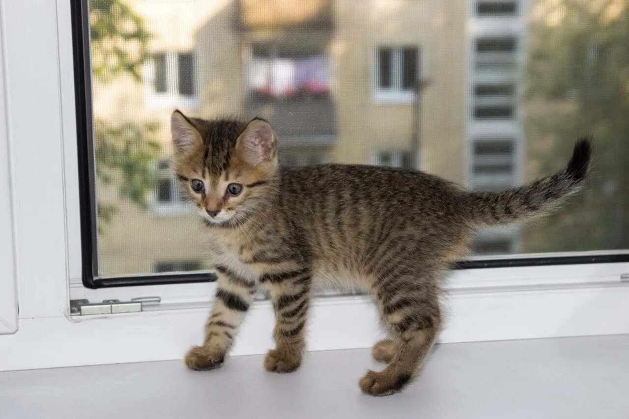 Котик 2 месяца фото Утреннего котика вам. 2023 Юрий Яшнев ВКонтакте
