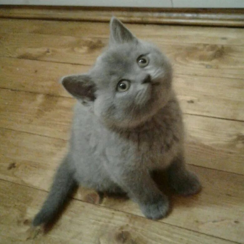 Котик 2 месяца фото Британский котенок, 2 месяца и 10 дней, мальчик - купить в Кашире, цена 2 000 ру