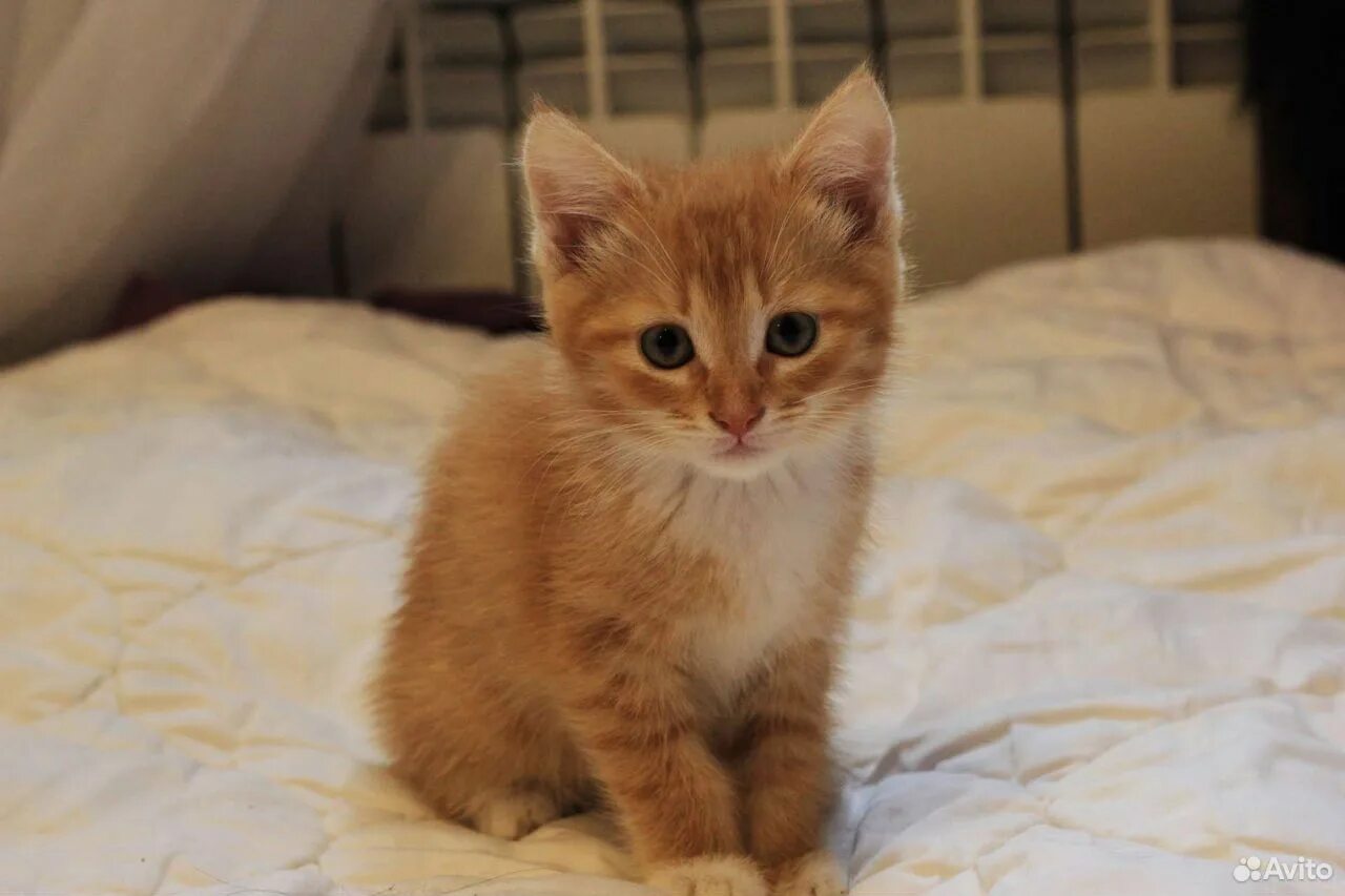 Котик 2 месяца фото Котята 2 месяца купить на Зозу.ру