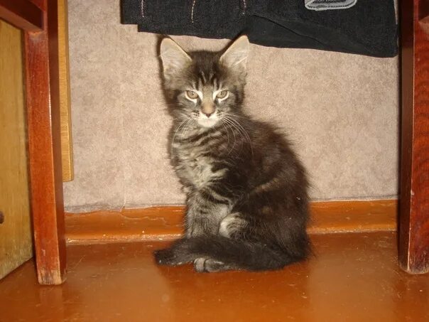 Котик 2 месяца фото Продам котенка породы Мен Кун, возраст 2 месяца сделаны все обработки по возраст