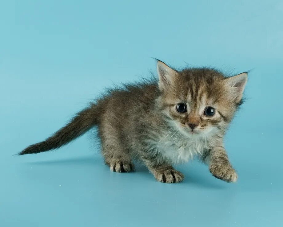 Котик 2 месяца фото Сибирская кошка котят маленьких - картинки и фото koshka.top