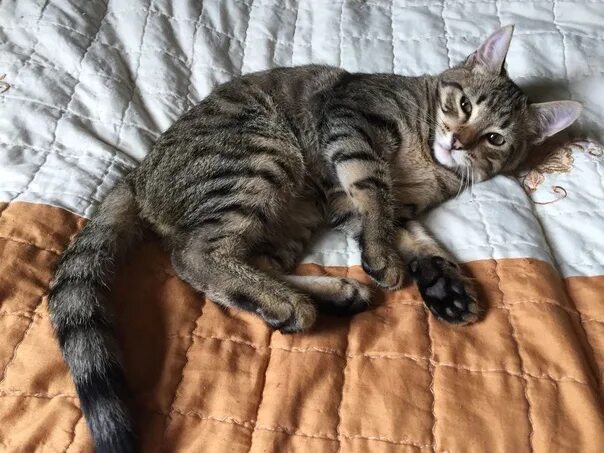 Котик 4 месяца фото Потерялась кошка в районе музея петров - водкина, тел: +79053810726 2021 ХВАЛЫНС