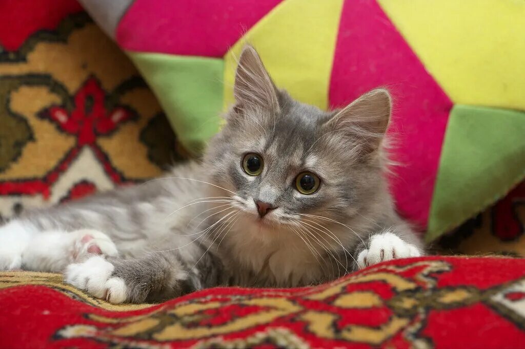 Котик 4 месяца фото Котенок-девочка, принесенная в приют Заметки волонтера Дзен