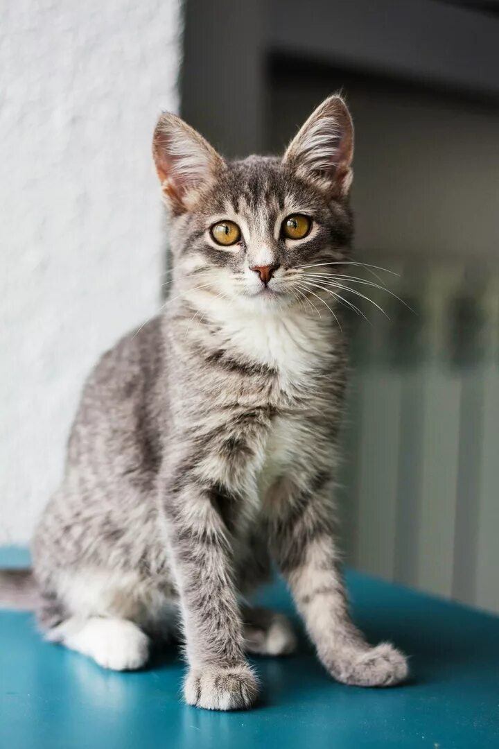 Котик 4 месяца фото Котенок ищет дом!!!Котенок. 4 месяца. Горшок нашел сразу ж Помощь бездомным живо